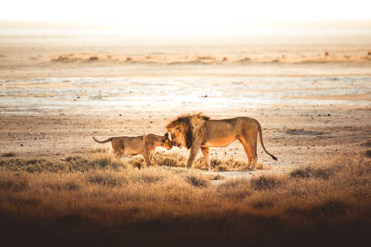 One of the top photos from the wild2020 photo contest captured in Namibia by freeilli