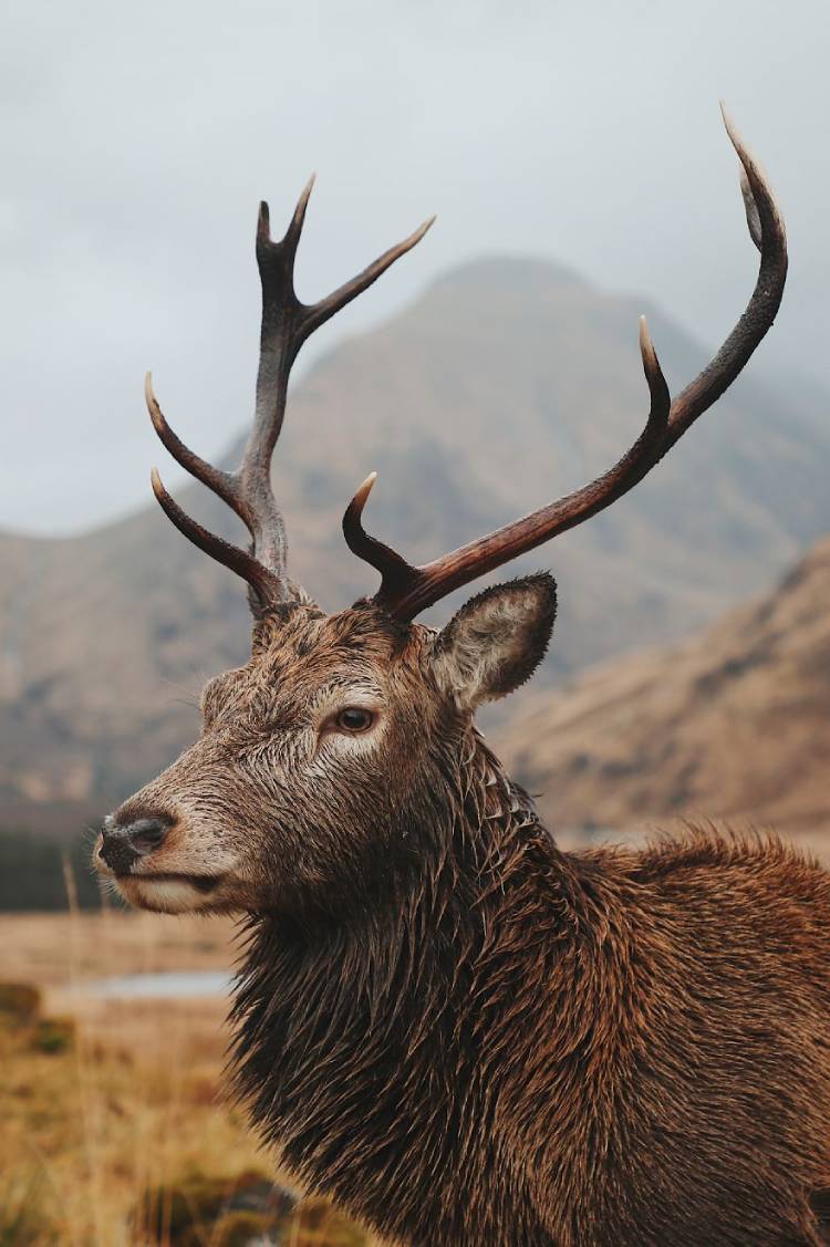One of the top photos from the wild2020 photography competition captured in Scotland by joncleave