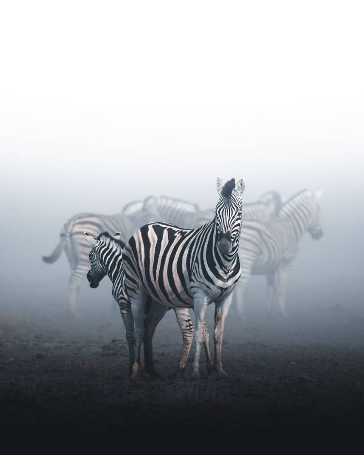 One of the top photos of the wild2020 photography competition captured in Etosha National Park, Namibia, Africa by anskar