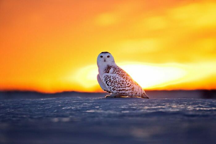 Owl at dusk / Avery and Haley Lovewild Goleman