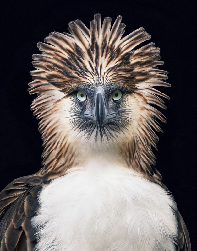 Phillippine Eagle