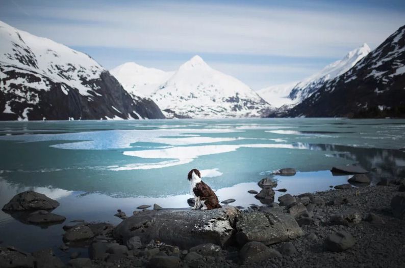 Pictures of dogs in beautiful landscapes