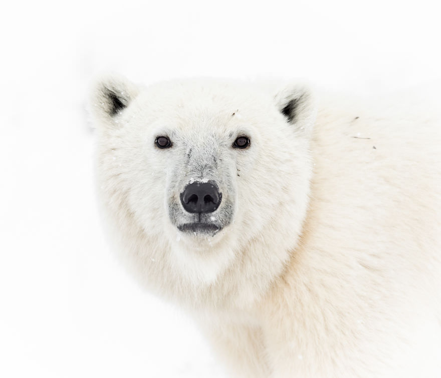 Polar bear / Brooke Bartelson