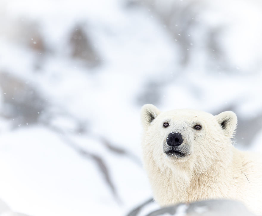Polar bear in the snow / Brooke Bartelson