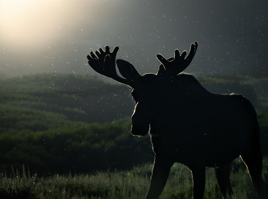 Portrait of a large reindeer on the prairie / Brooke Bartelson