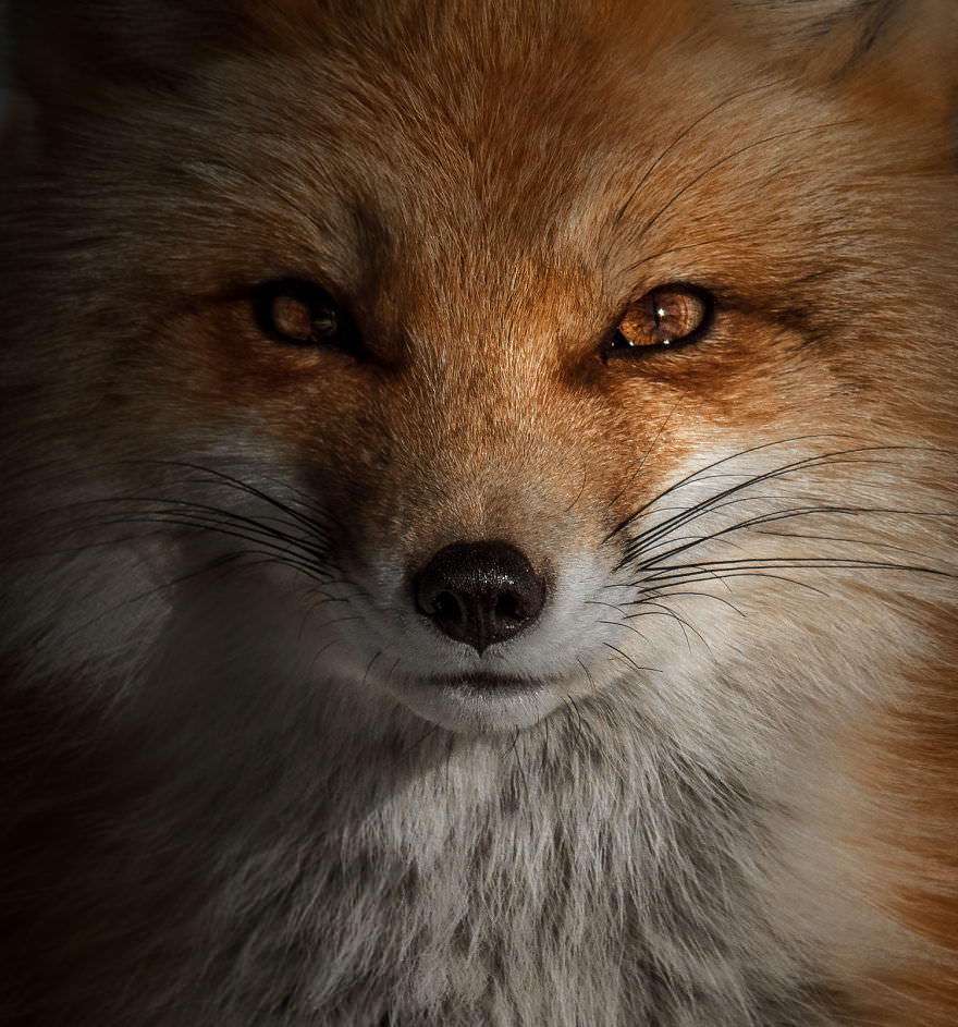 Portrait of a wild red fox/Brooke Bartelson