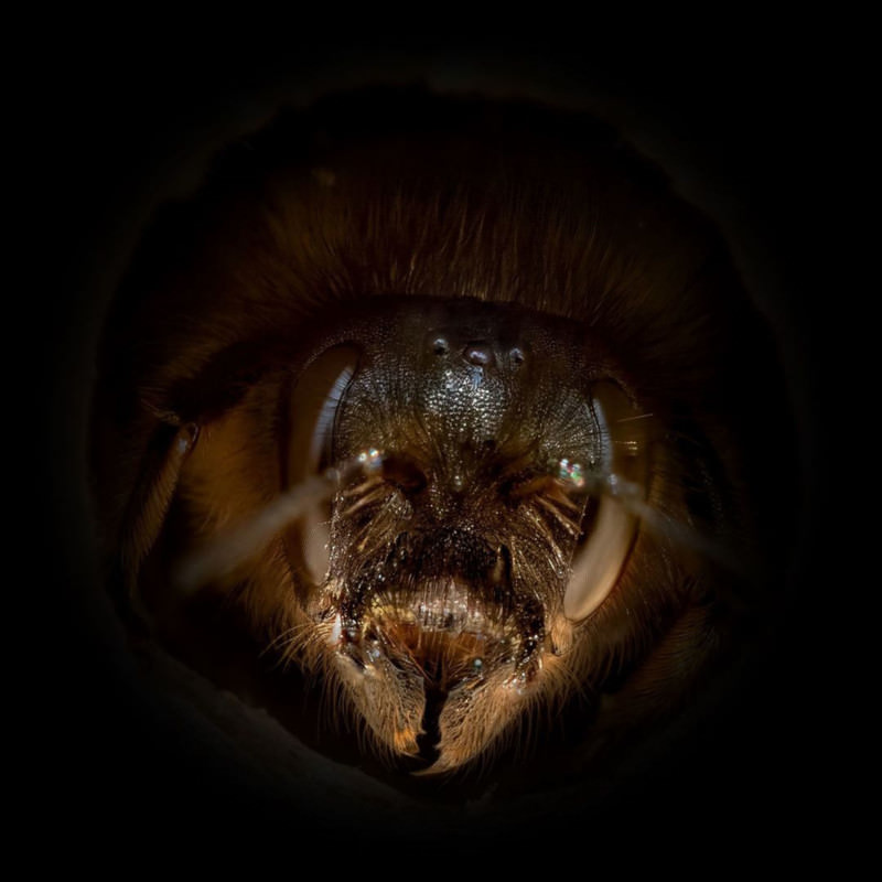 Portrait of Bees / Josh Forwood