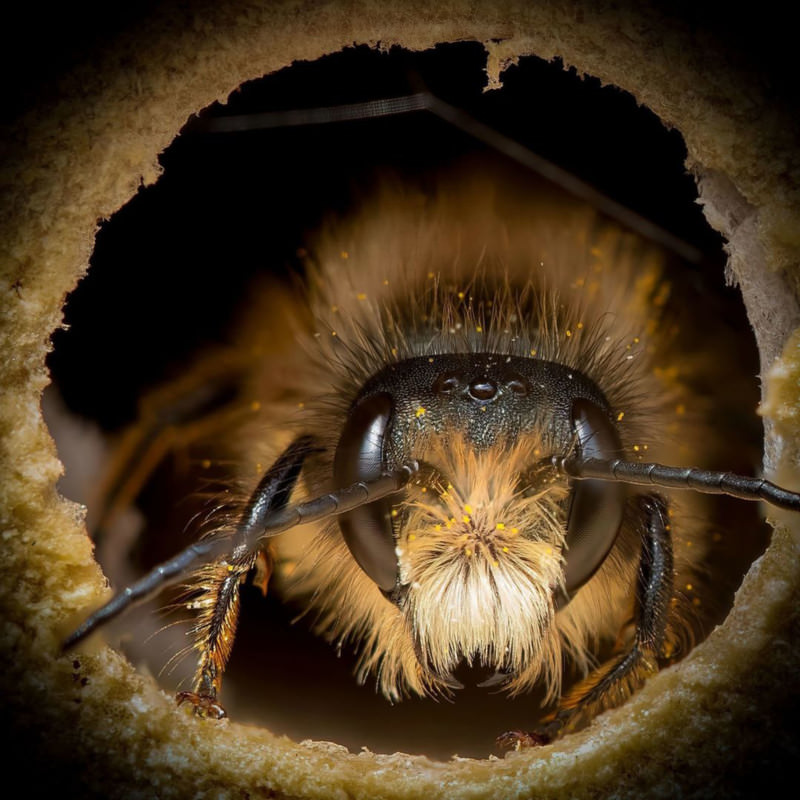 Portrait of Bees / Josh Forwood