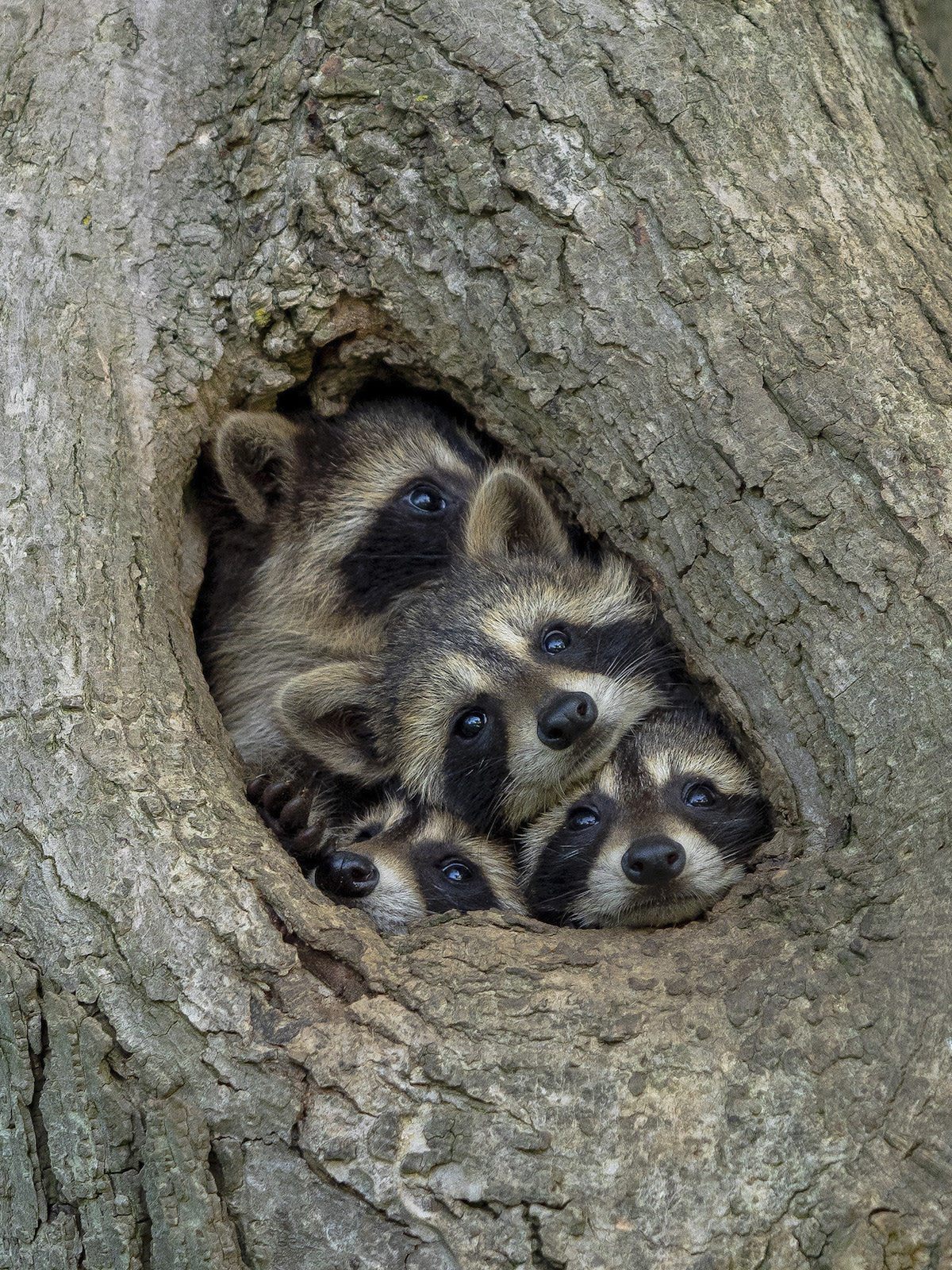 Raccoons / Kevin Biscaburn / Wildlife Comedy Photography Contest