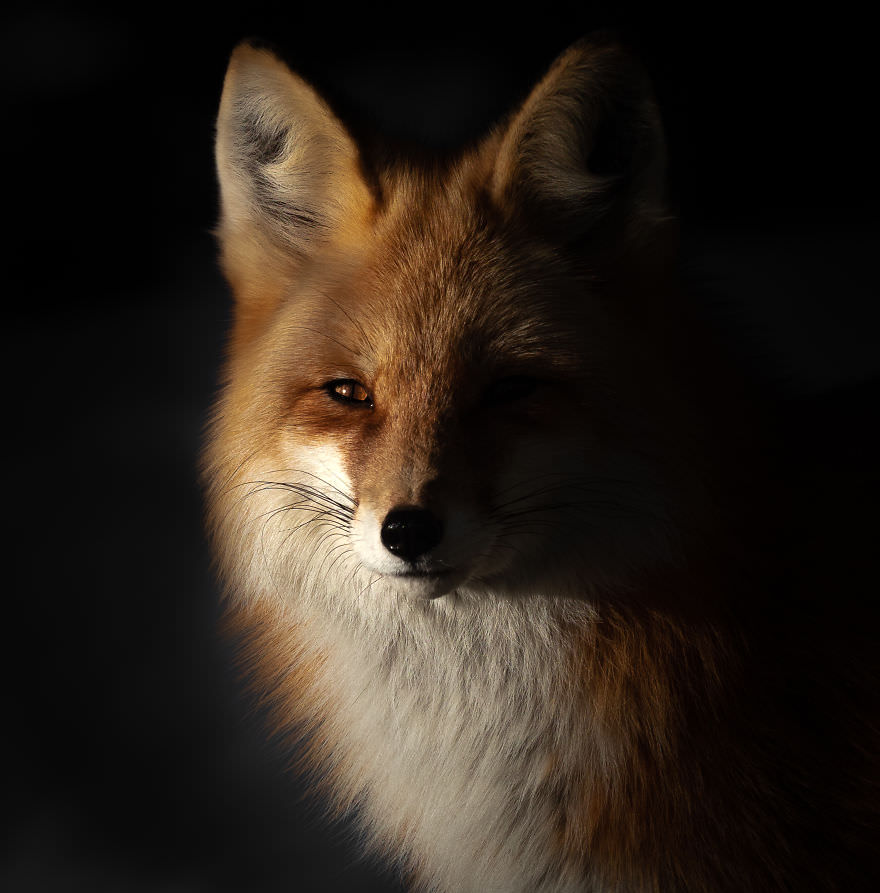 Red fox / Brooke Bartelson