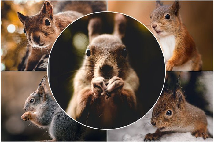 released into the wild; Interesting pictures of Finnish squirrels