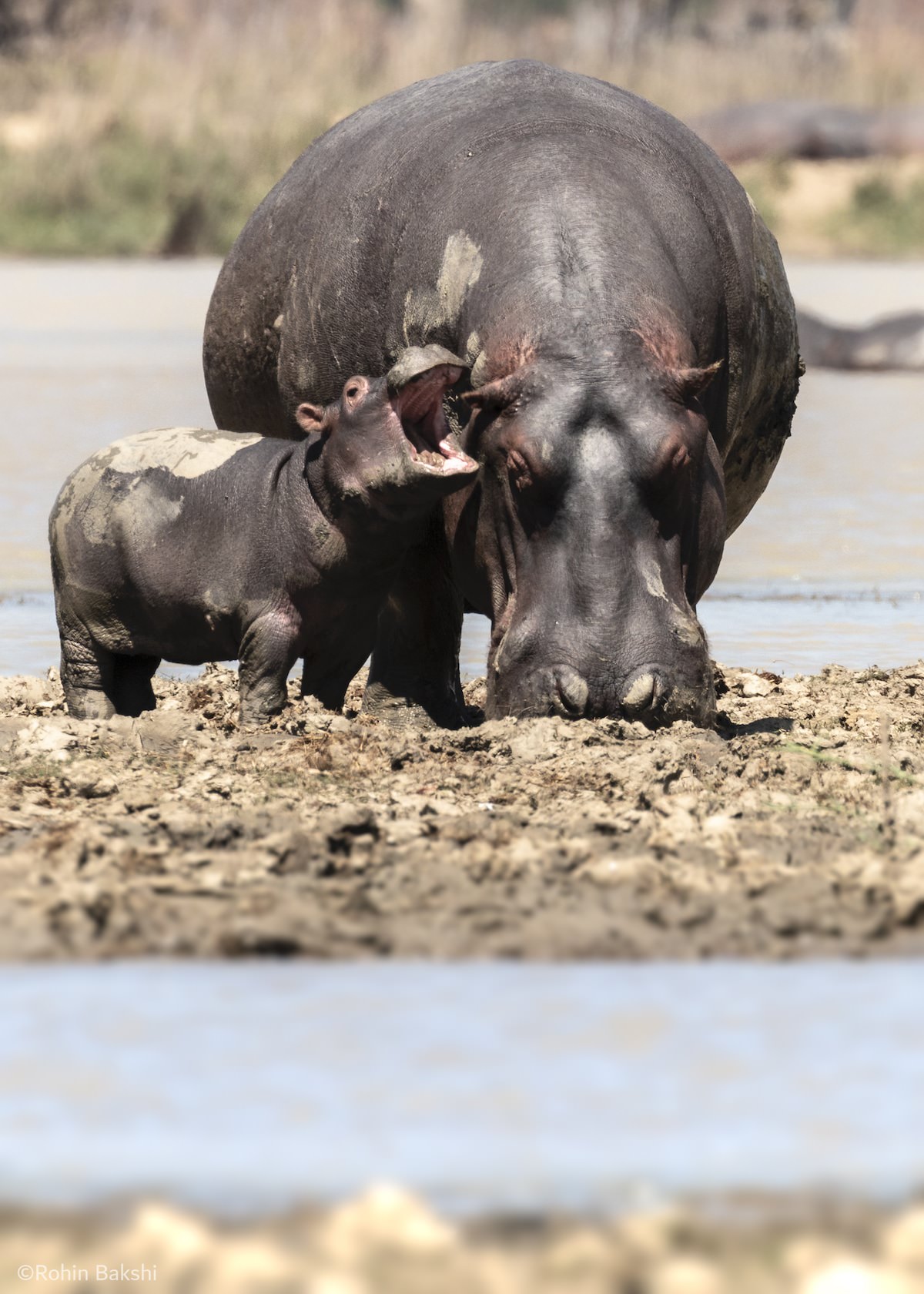Rhinoceros / Rohin Bakshi / wildlife comedy photography contest