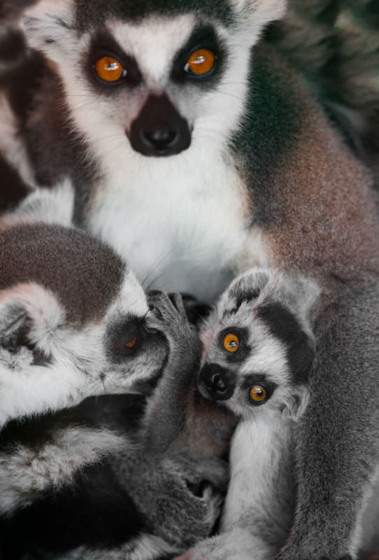 Ring-tailed lemur / Goran Anastazovsky