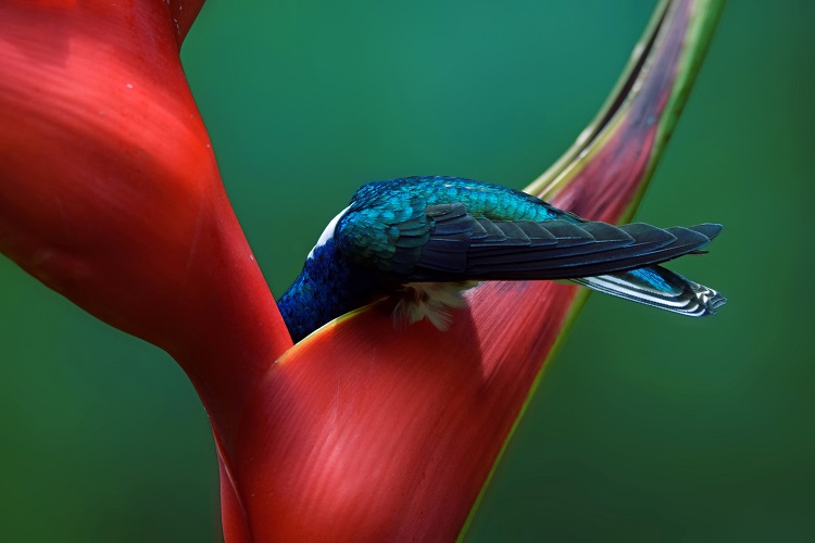 Selected images of the Audubon National Environmental Association in 2019
