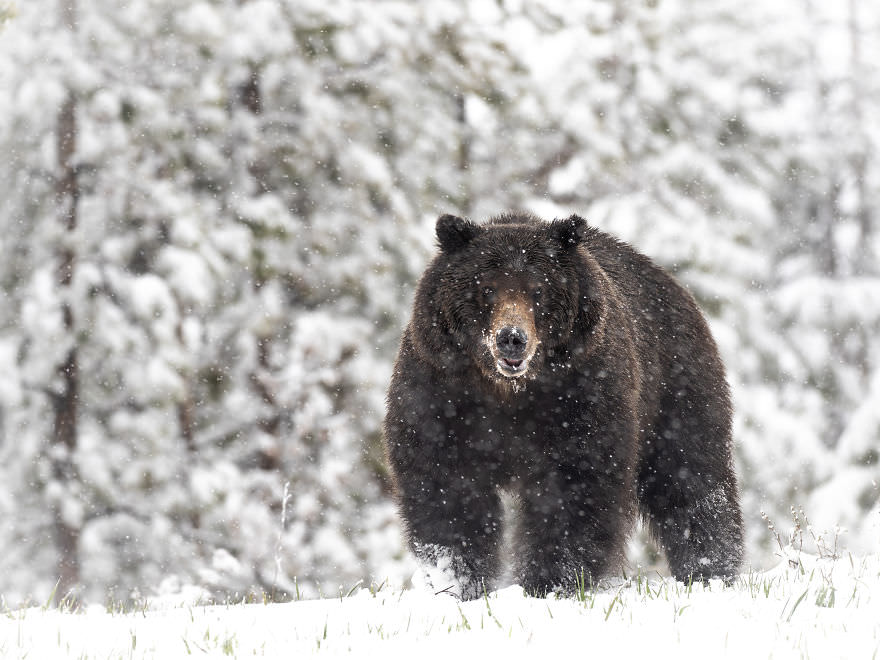 Snow and Grizzly Bear / Brooke Bartelson