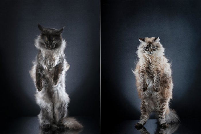 standing cats; Animal photography this time inspired by animation