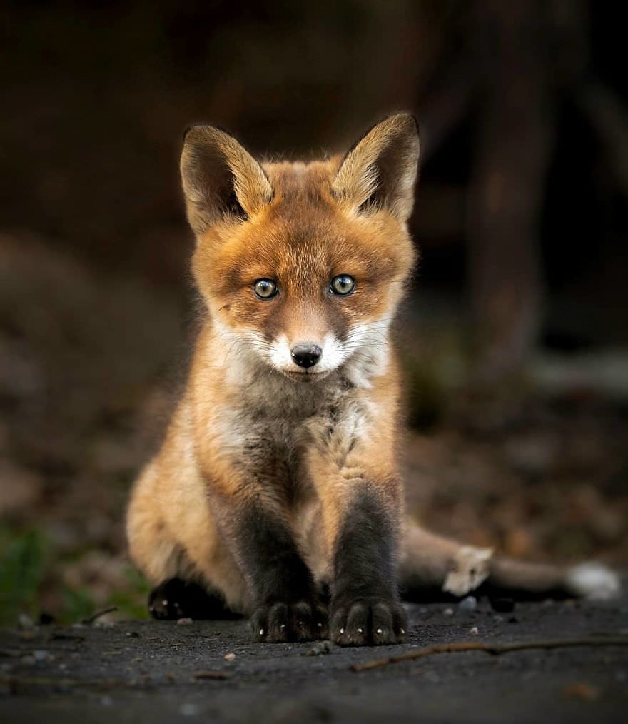 Surprised fox baby / Asi Saarinen