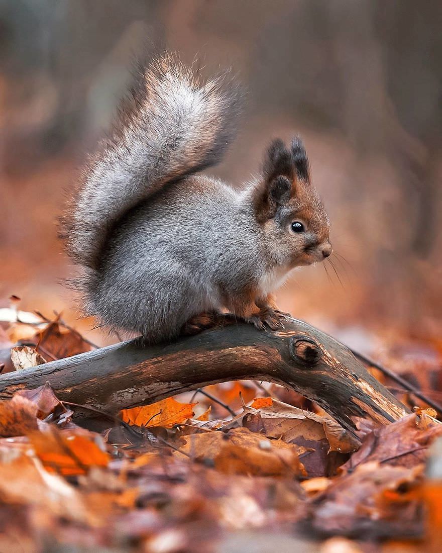 The baby squirrel on the branch / Asi Saarinen