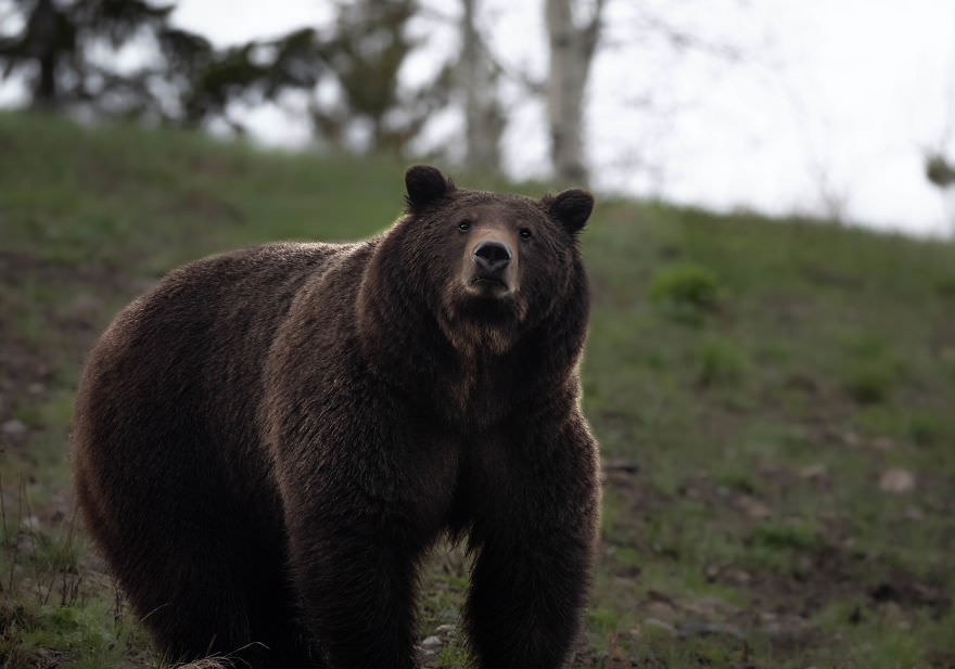 The Big Brown Bear / Brooke Bartelson