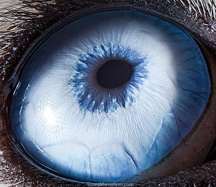 The eye of a husky dog/ Soran Manoliyan