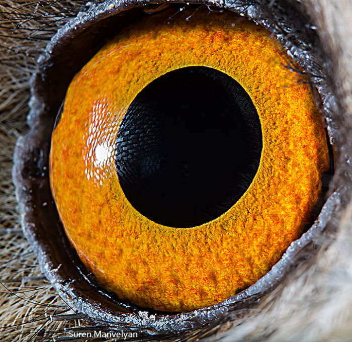 The eye of a long-eared owl / Soran Manoliyan