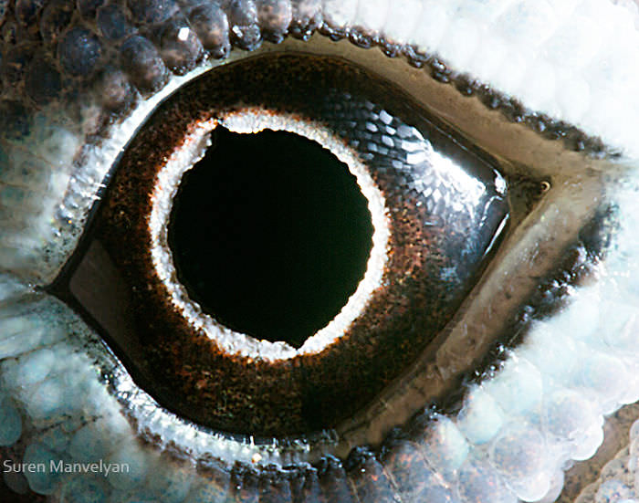 The eye of the Anolis lizard / Soran Manolian