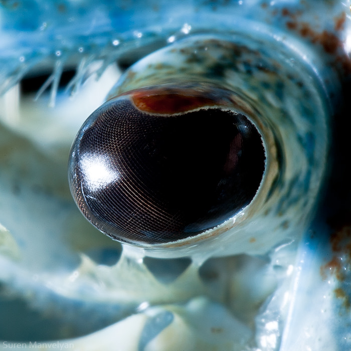 The eye of the blue spiny crab / Soran Manoulian