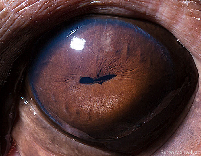 The eye of the hippopotamus/ Soran Manoliyan