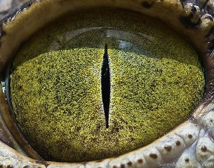 The Eye of the Nile Crocodile / Soran Manoulian