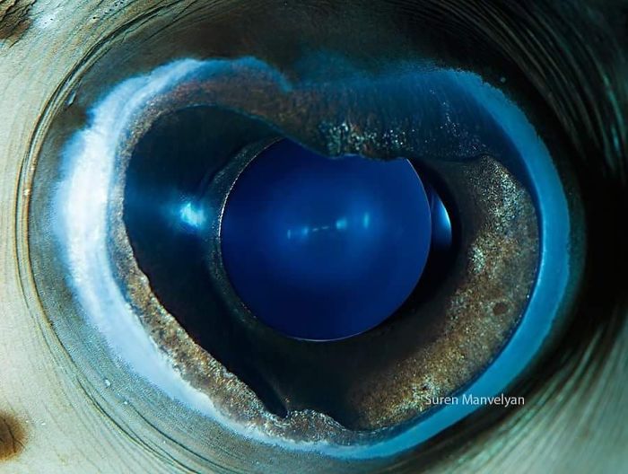 The eye of the sea urchin/ Soran Manoulian