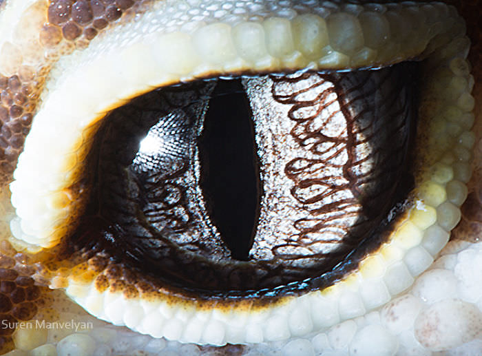 The eye of the Yublofaris gecko / Soran Manoulian