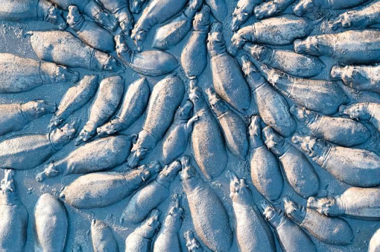 The finalist photo of the bigpicture competition in the "Terrestrial Wildlife" category: "A group of hippopotamus from a high angle";  Photographer: Taleb Al-Amari