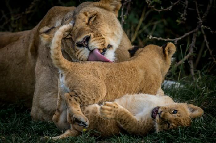 The lioness licking her cub / Avery and Haley Lovewild Goleman