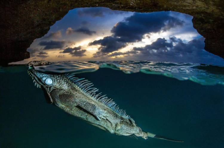 The selected photo of the bigpicture photography contest in the aquatic section