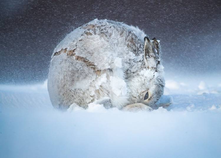 The selected photo of the bigpicture photography contest named Rabbit Ball