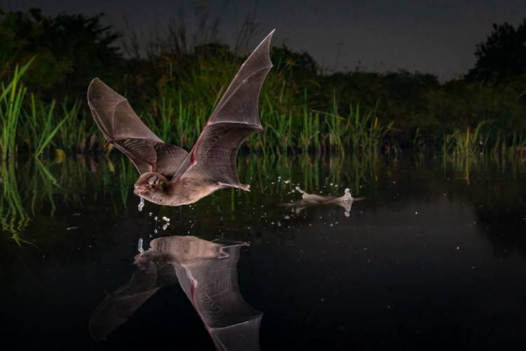 The winning photo of the "Winged Creatures" section: "A sip of water";  Photographer: Piotr Naskarki
