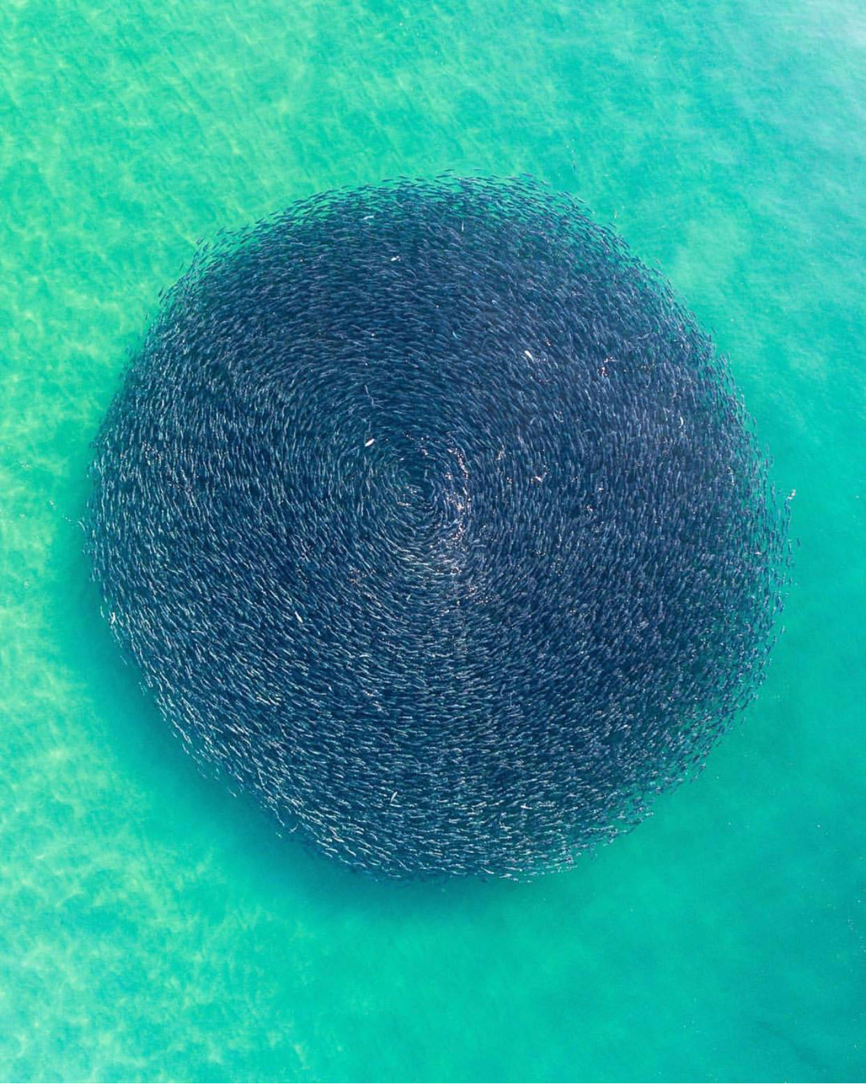This photo, which shows a circular gathering of salmon on Wembral Beach in New South Wales, was taken at once and has not been manipulated. The photographer is Reed Plummer.