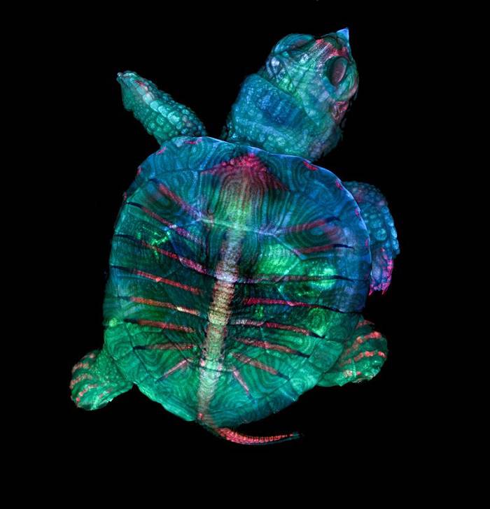 Turtle embryo