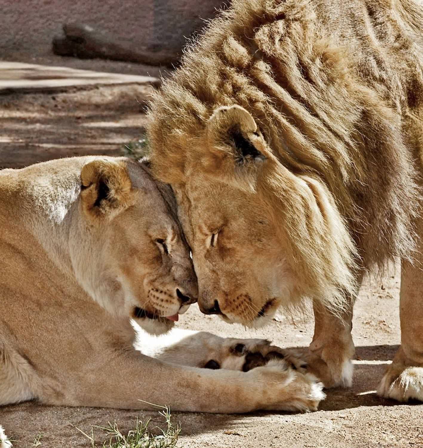 Two African lions in love at the zoo / Hubert and Kalisa