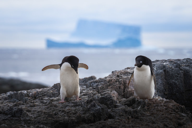 Two Audrey penguins with a huge piece of ice in the background