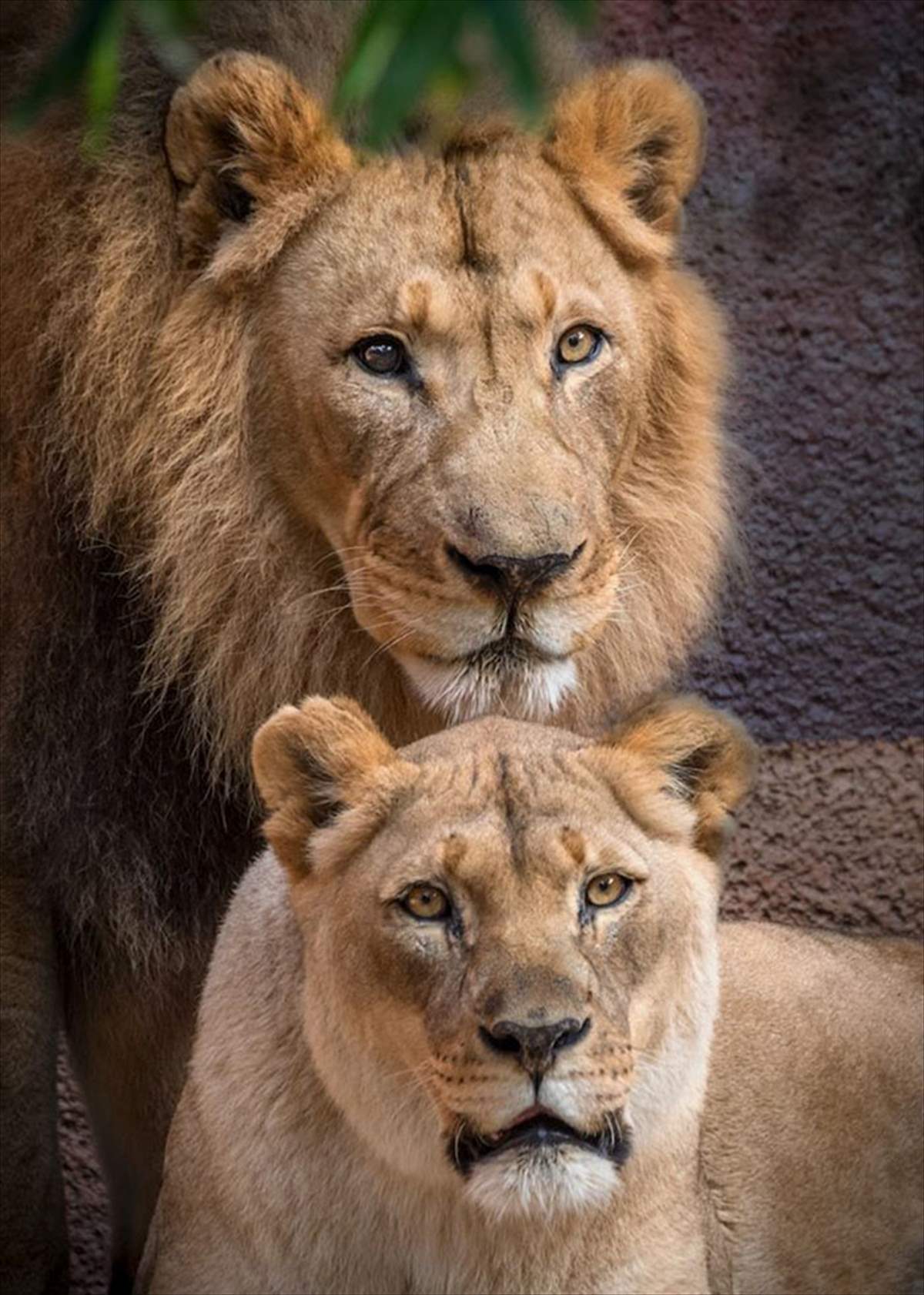 Two beautiful African lions in the zoo / Hubert and Kalisa