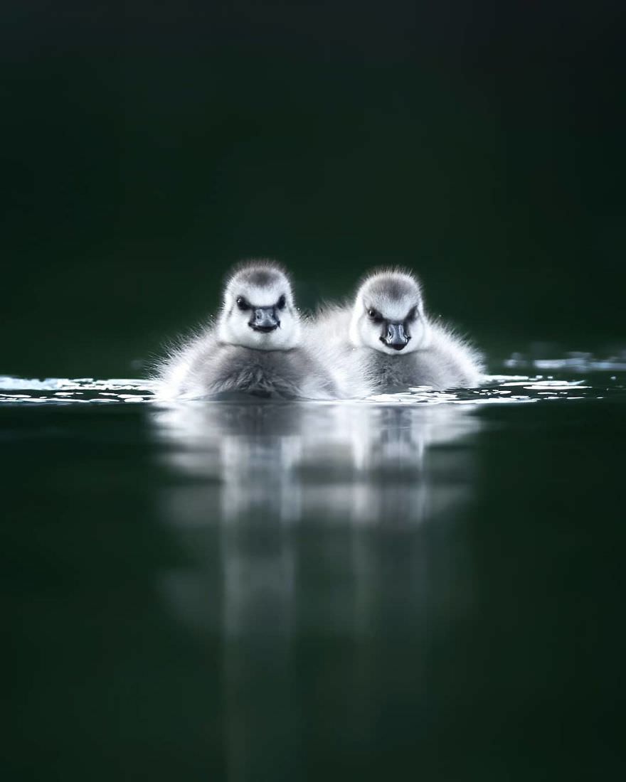 Two chicks swimming / Asi Saarinen