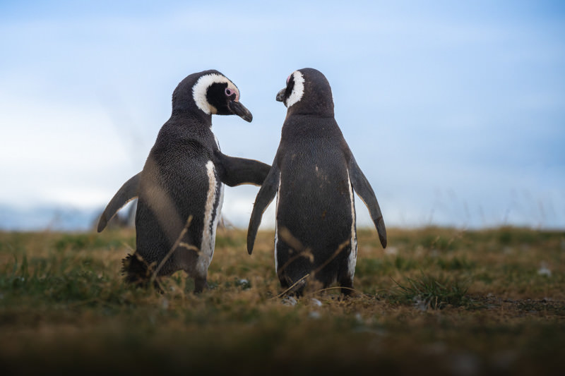 Two Magdalena penguins talking