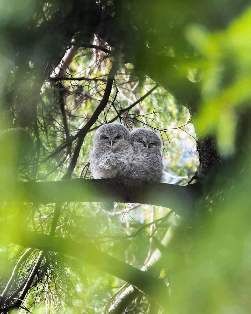 Two owls / Asi Saarinen