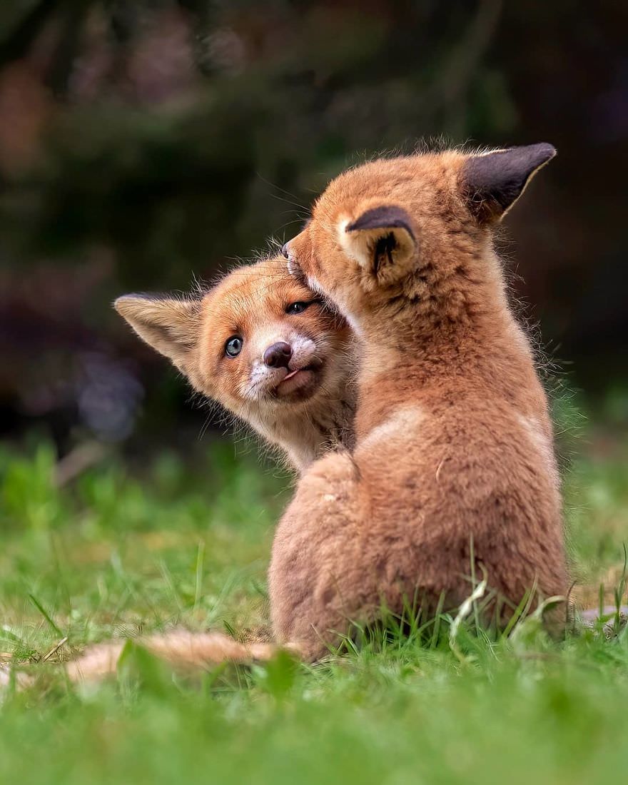 Two playful foxes / Asi Saarinen