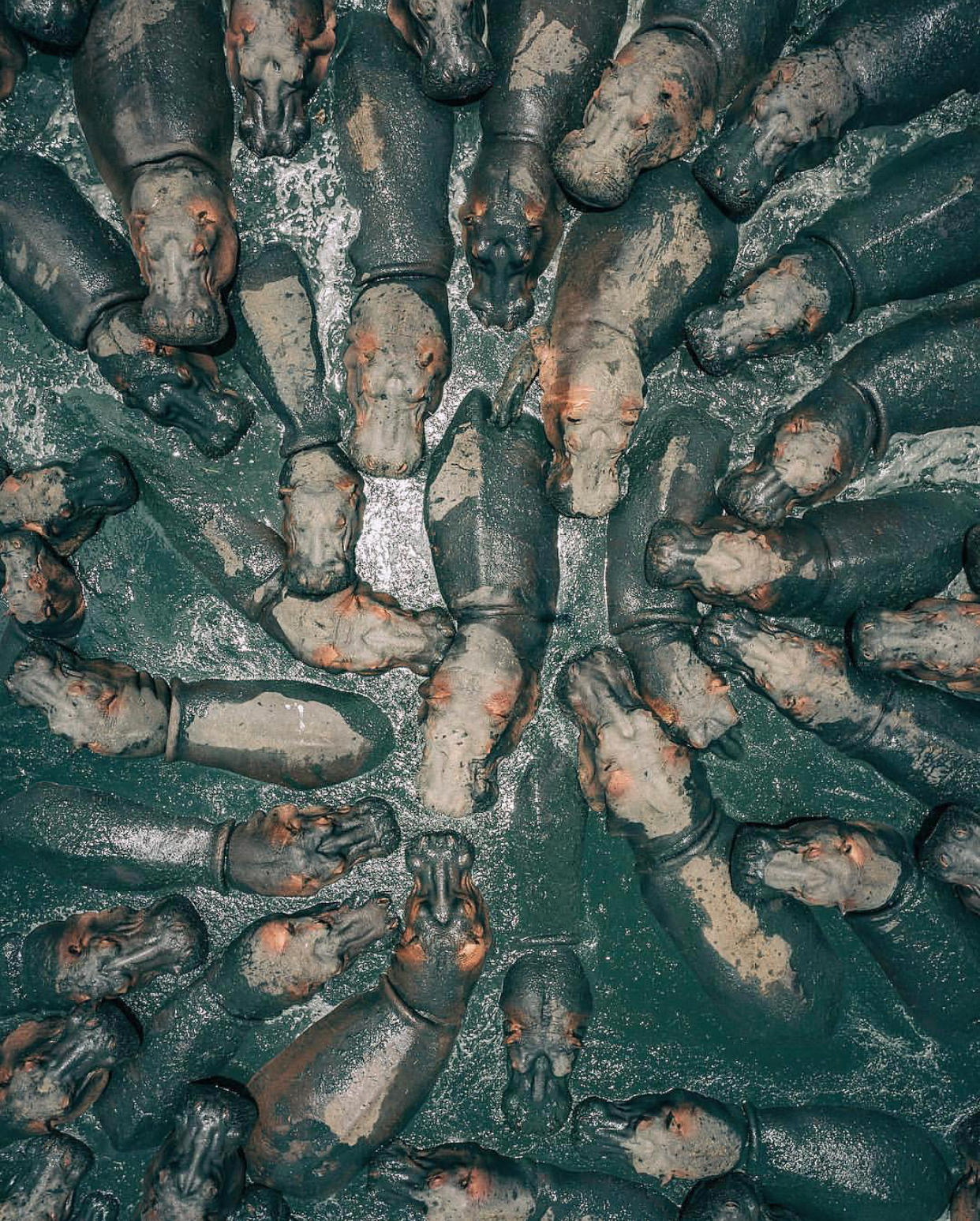 What makes the image of this group of hippos, which was recorded in Tanzania by a Mavic 2 Pro, stand out and stand out is that only with a drone can you get this view from above and so close to these animals. Nature did not bring them together. This photo belongs to Martin Sanchez.