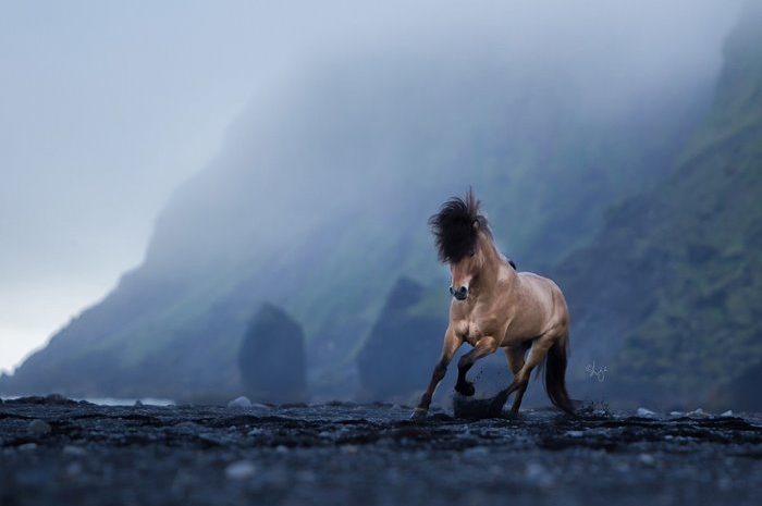 wild dignity; 30 magnificent images of Icelandic horses