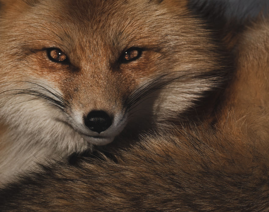 Wild Fox / Brooke Bartelson