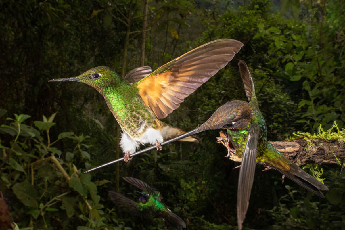 Winners of the 2020 bird photography contest