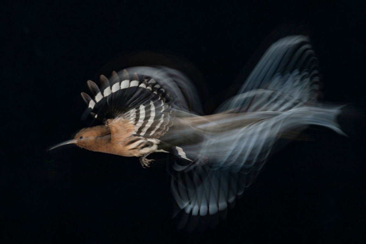 Winners of the 2020 bird photography contest